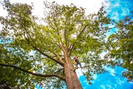 Trusted Kirbyville, TX Tree Services Experts