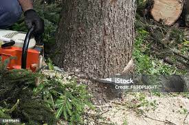 How Our Tree Care Process Works  in  Kirbyville, TX