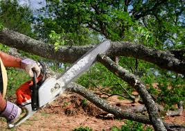 Best Arborist Consultation Services  in Kirbyville, TX