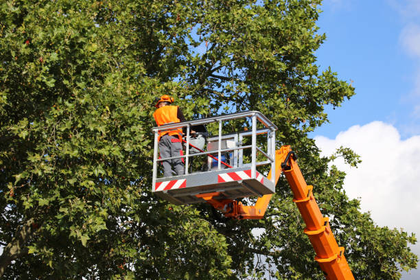 Best Pest Control for Lawns  in Kirbyville, TX