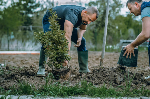 Best Fruit Tree Pruning  in Kirbyville, TX