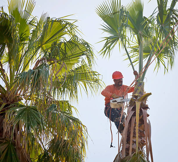 Best Root Management and Removal  in Kirbyville, TX