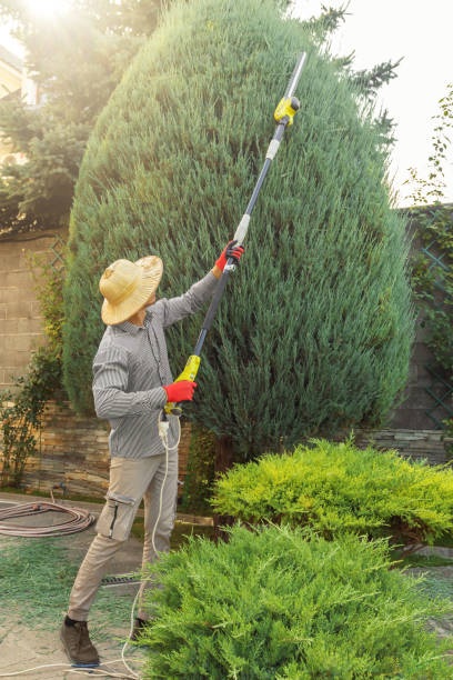 Best Tree Disease Treatment  in Kirbyville, TX